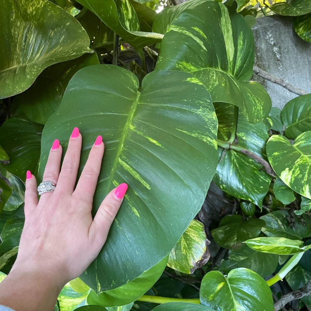 Giant Hawaiian variegated golden pothos plant cuttings - Picture 6 of 13